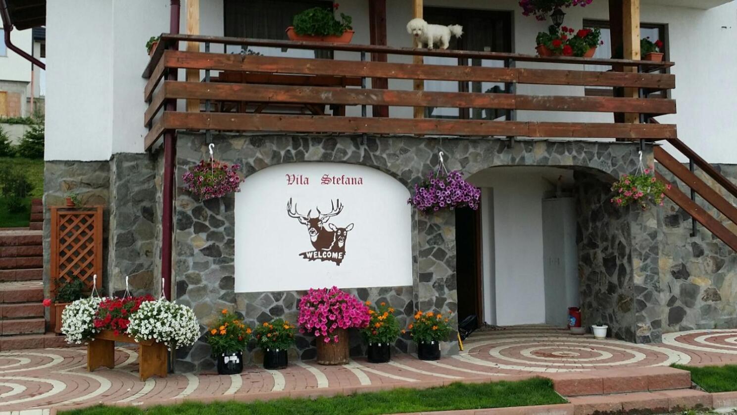 Vila Stefana Paltinis Ngoại thất bức ảnh